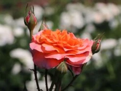 Edelrose 'Tea Time' ® -Edelrosen Geschaft edelrose tea time m005988 w 1