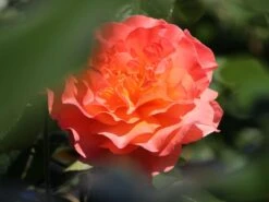 Edelrose 'Tea Time' ® -Edelrosen Geschaft edelrose tea time m005988 w 10