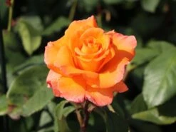 Edelrose 'Tea Time' ® -Edelrosen Geschaft edelrose tea time m005988 w 11