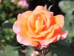 Edelrose 'Tea Time' ® -Edelrosen Geschaft edelrose tea time m005988 w 2