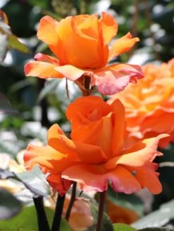 Edelrose 'Tea Time' ® -Edelrosen Geschaft edelrose tea time m005988 w 6