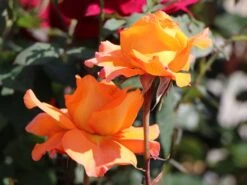 Edelrose 'Tea Time' ® -Edelrosen Geschaft edelrose tea time m005988 w 8