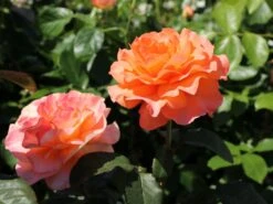 Edelrose 'Tea Time' ® -Edelrosen Geschaft edelrose tea time m005988 w 9