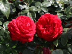 Edelrose 'Tiamo' ®