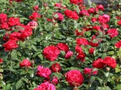Edelrose 'Tiamo' ® -Edelrosen Geschaft edelrose tiamo m113586 w 1