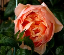 Edelrose 'Tropicana' ® -Edelrosen Geschaft edelrose tropicana m111219 655185 0