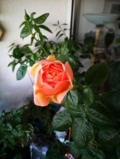 Edelrose 'Tropicana' ® -Edelrosen Geschaft edelrose tropicana m111219 655185 1