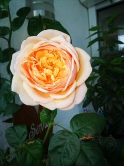 Edelrose 'Tropicana' ® -Edelrosen Geschaft edelrose tropicana m111219 655185 2