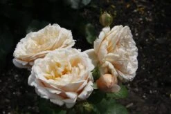 Edelrose 'Tropicana' ® -Edelrosen Geschaft edelrose tropicana m111219 676881 0