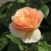 Edelrose 'Tropicana' ®