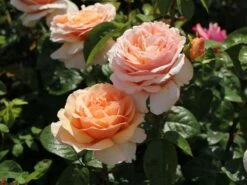 Edelrose 'Tropicana' ® -Edelrosen Geschaft edelrose tropicana m111219 w 1