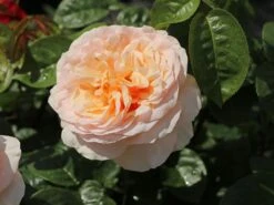 Edelrose 'Tropicana' ® -Edelrosen Geschaft edelrose tropicana m111219 w 2