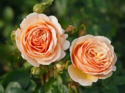 Edelrose 'Tropicana' ® -Edelrosen Geschaft edelrose tropicana m111219 w 3