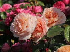 Edelrose 'Tropicana' ® -Edelrosen Geschaft edelrose tropicana m111219 w 5