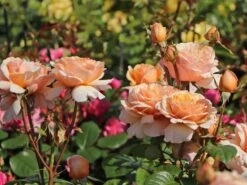 Edelrose 'Tropicana' ® -Edelrosen Geschaft edelrose tropicana m111219 w 6