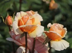 Edelrose 'Tropicana' ® -Edelrosen Geschaft edelrose tropicana m111219 w 7