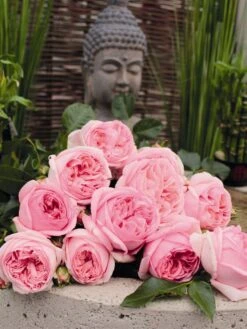 Nostalgie®-Edelrose 'Voyage' ® -Edelrosen Geschaft edelrose voyage m094363 w 0