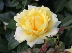 Edelrose 'Winter Sun' ®
