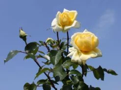 Edelrose 'Winter Sun' ® 17 Edelrose 'Winter Sun' ® -Edelrosen Geschaft edelrose winter sun m052547 w 0