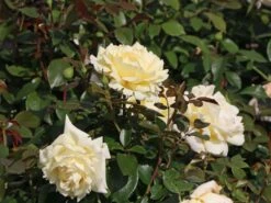 Edelrose 'Winter Sun' ® 14 Edelrose 'Winter Sun' ® -Edelrosen Geschaft edelrose winter sun m052547 w 1