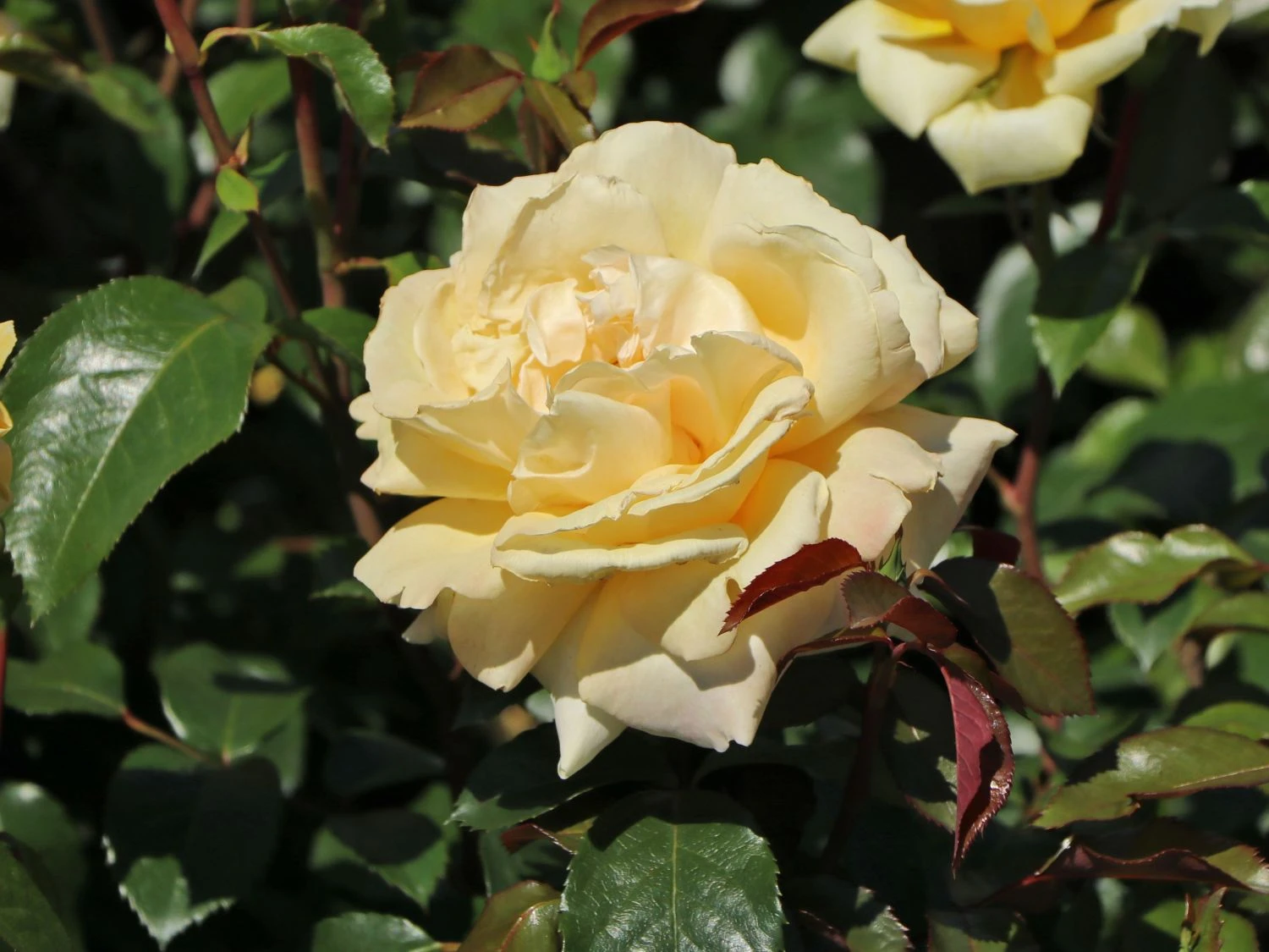 Edelrose 'Winter Sun' ® 5 Edelrose 'Winter Sun' ® – Bild 5