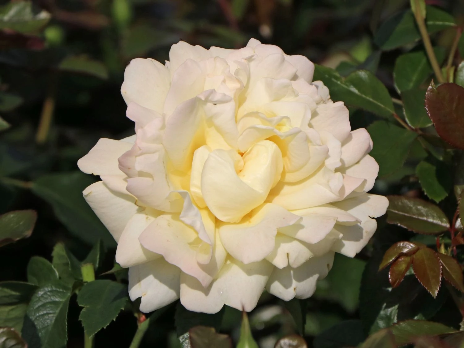 Edelrose 'Winter Sun' ® 4 Edelrose 'Winter Sun' ® – Bild 4