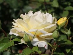 Edelrose 'Winter Sun' ® 15 Edelrose 'Winter Sun' ® -Edelrosen Geschaft edelrose winter sun m052547 w 4