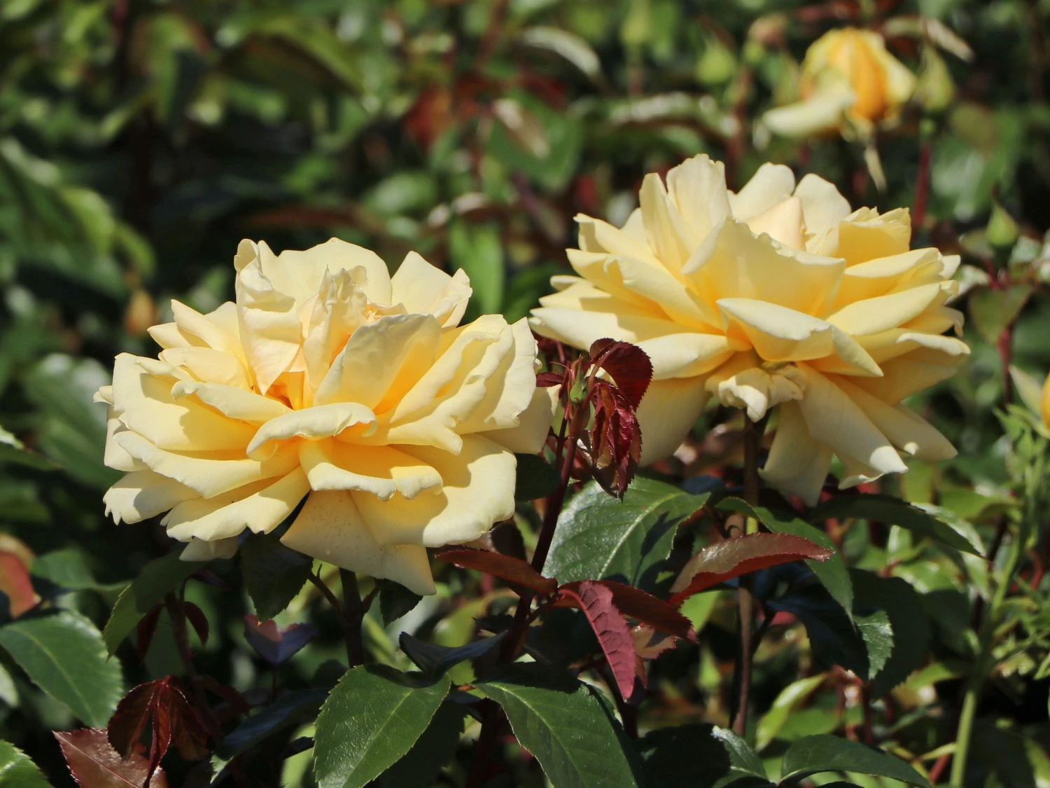 Edelrose 'Winter Sun' ® 8 Edelrose 'Winter Sun' ® – Bild 8