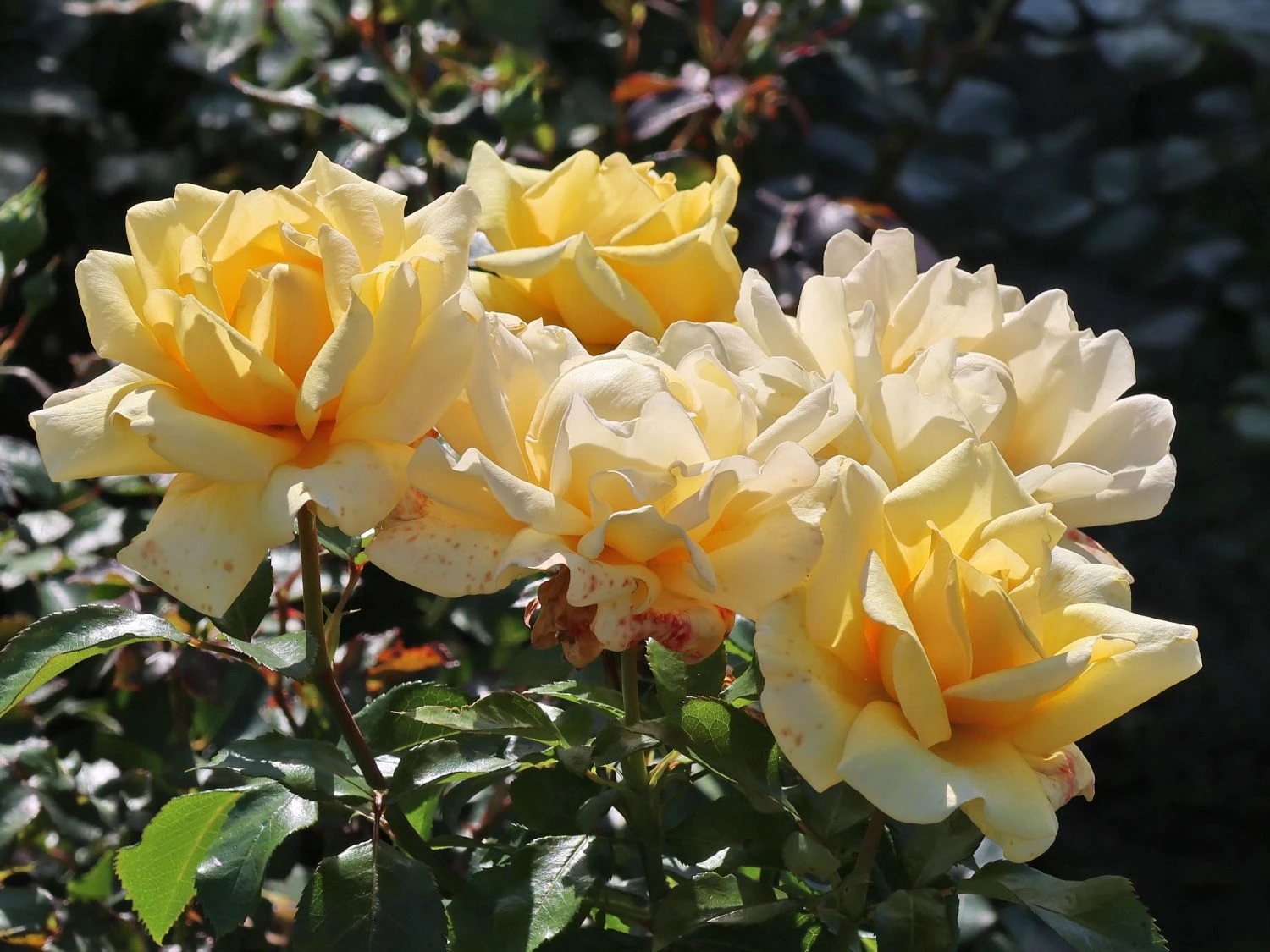 Edelrose 'Winter Sun' ® 3 Edelrose 'Winter Sun' ® – Bild 3