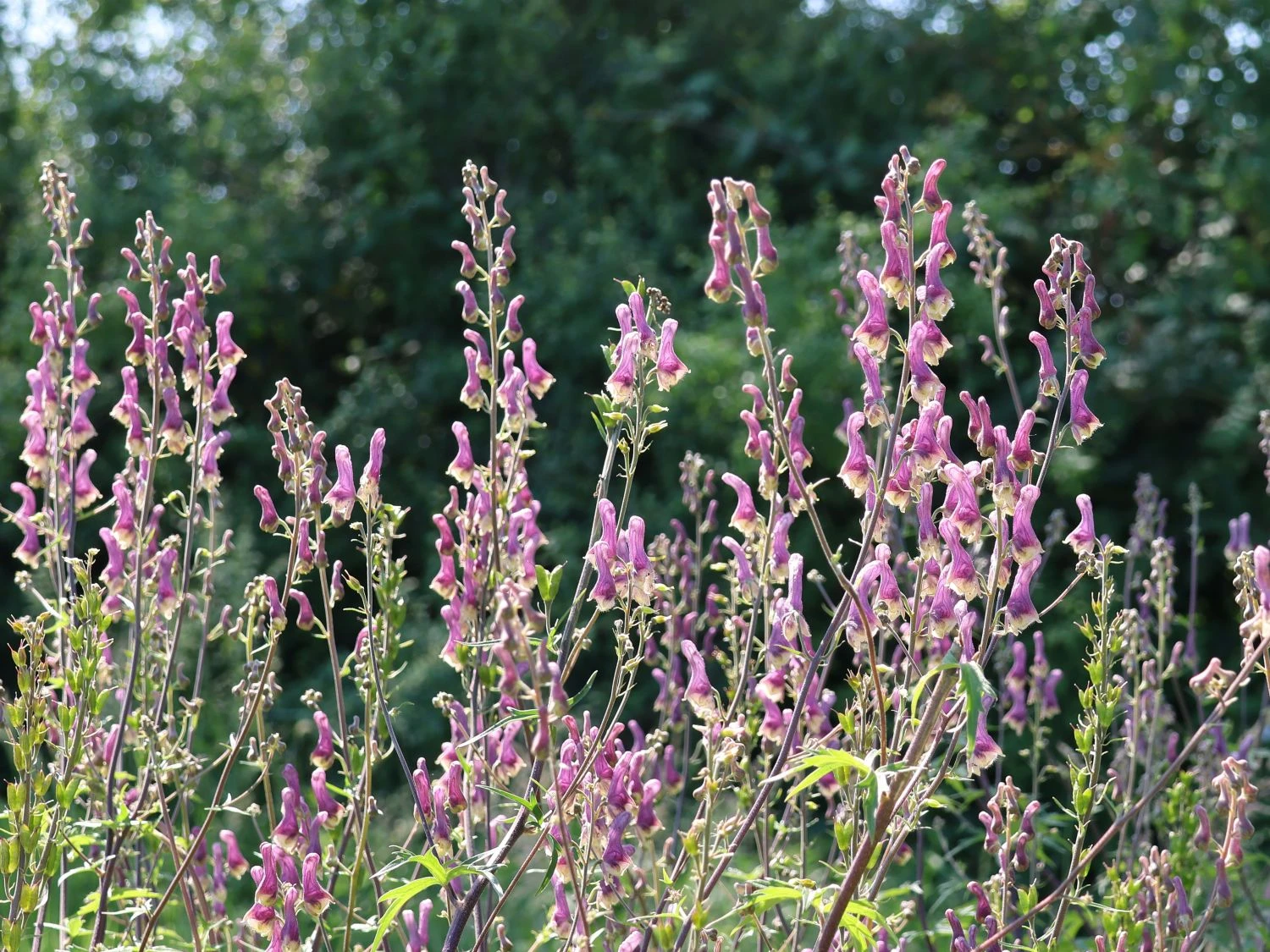 Eisenhut 'Purple Sparrow' 1 Eisenhut 'Purple Sparrow'