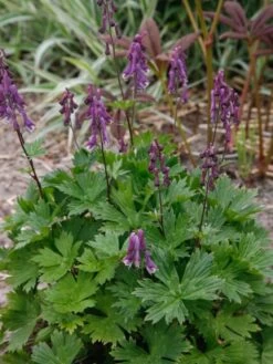 Eisenhut 'Purple Sparrow' 11 Eisenhut 'Purple Sparrow' -Edelrosen Geschaft eisenhut purple sparrow m117737 w 0