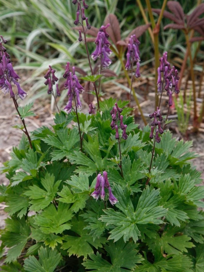 Eisenhut 'Purple Sparrow' 6 Eisenhut 'Purple Sparrow' – Bild 6