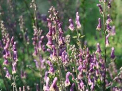 Eisenhut 'Purple Sparrow' 10 Eisenhut 'Purple Sparrow' -Edelrosen Geschaft eisenhut purple sparrow m117737 w 2