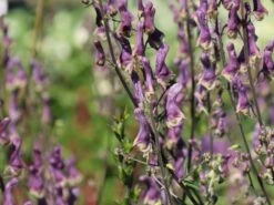 Eisenhut 'Purple Sparrow' 8 Eisenhut 'Purple Sparrow' -Edelrosen Geschaft eisenhut purple sparrow m117737 w 3