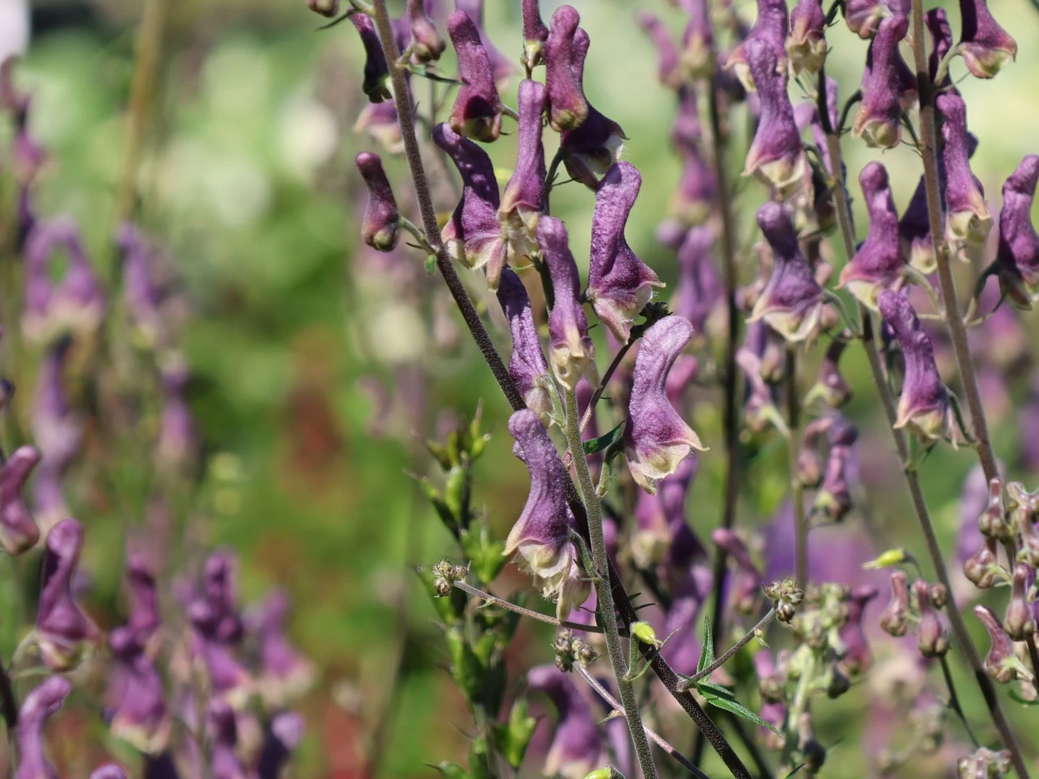 Eisenhut 'Purple Sparrow' 3 Eisenhut 'Purple Sparrow' – Bild 3