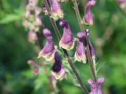 Eisenhut 'Purple Sparrow' 9 Eisenhut 'Purple Sparrow' -Edelrosen Geschaft eisenhut purple sparrow m117737 w 4