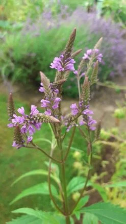 Eisenkraut 'Blue Spires' -Edelrosen Geschaft eisenkraut blue spires m063151 193676 0