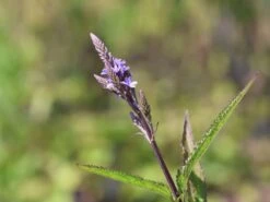 Eisenkraut 'Blue Spires' -Edelrosen Geschaft eisenkraut blue spires m063151 w 0