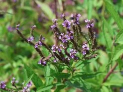 Eisenkraut 'Blue Spires' -Edelrosen Geschaft eisenkraut blue spires m063151 w 2