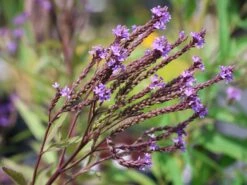 Eisenkraut 'Blue Spires' -Edelrosen Geschaft eisenkraut blue spires m063151 w 3