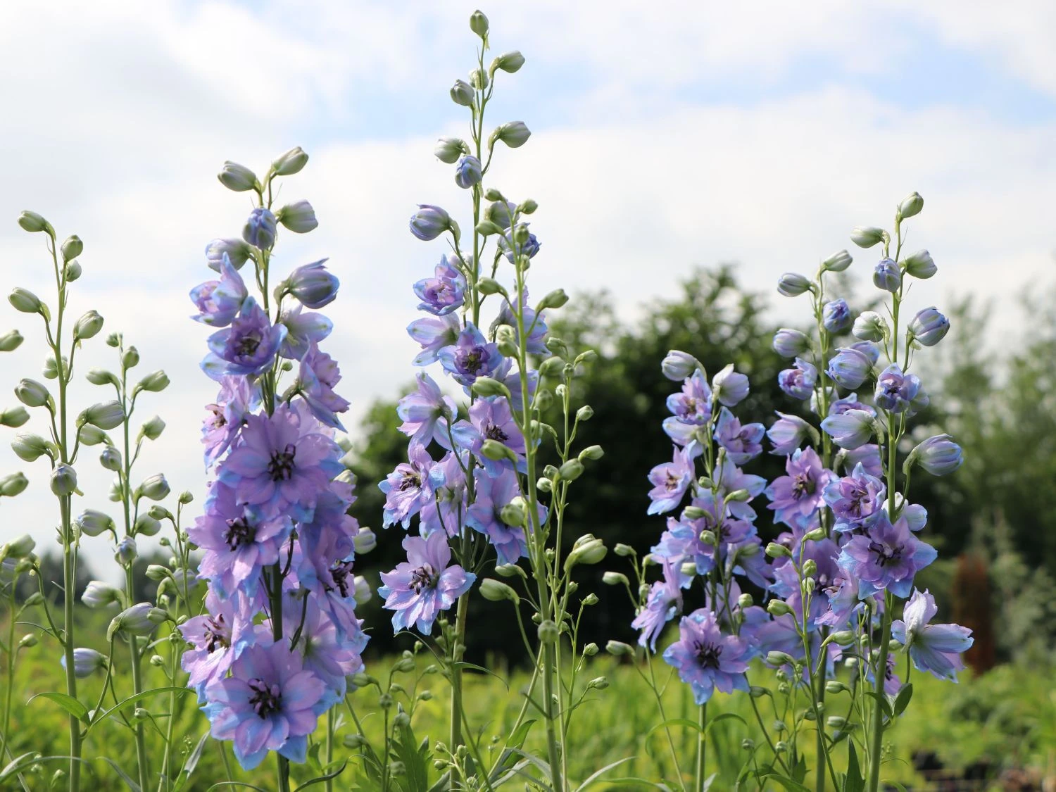 Englischer Rittersporn 'Starlight' 4 Englischer Rittersporn 'Starlight' – Bild 4