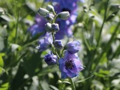 Englischer Rittersporn 'Starlight' 13 Englischer Rittersporn 'Starlight' -Edelrosen Geschaft englischer rittersporn starlight m079817 w 2