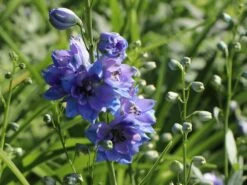 Englischer Rittersporn 'Starlight' 11 Englischer Rittersporn 'Starlight' -Edelrosen Geschaft englischer rittersporn starlight m079817 w 3