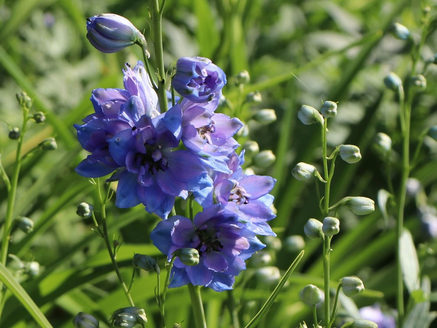 Englischer Rittersporn 'Starlight' 3 Englischer Rittersporn 'Starlight' – Bild 3