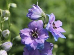 Englischer Rittersporn 'Starlight' 15 Englischer Rittersporn 'Starlight' -Edelrosen Geschaft englischer rittersporn starlight m079817 w 4