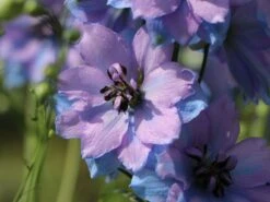 Englischer Rittersporn 'Starlight' 16 Englischer Rittersporn 'Starlight' -Edelrosen Geschaft englischer rittersporn starlight m079817 w 5