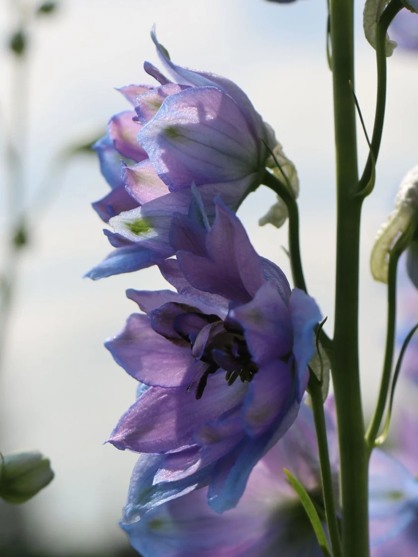 Englischer Rittersporn 'Starlight' 6 Englischer Rittersporn 'Starlight' – Bild 6