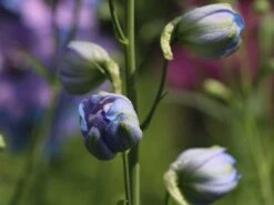 Englischer Rittersporn 'Starlight' 17 Englischer Rittersporn 'Starlight' -Edelrosen Geschaft englischer rittersporn starlight m079817 w 7