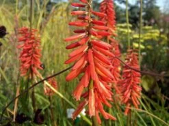 Fackellilie 'Nancy's Red'