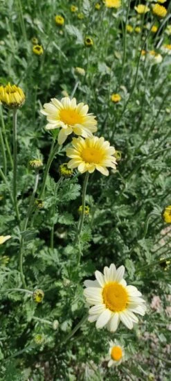 Färber-Hundskamille 'Sauce Hollandaise' -Edelrosen Geschaft faerber hundskamille sauce hollandaise m057055 1294781 1